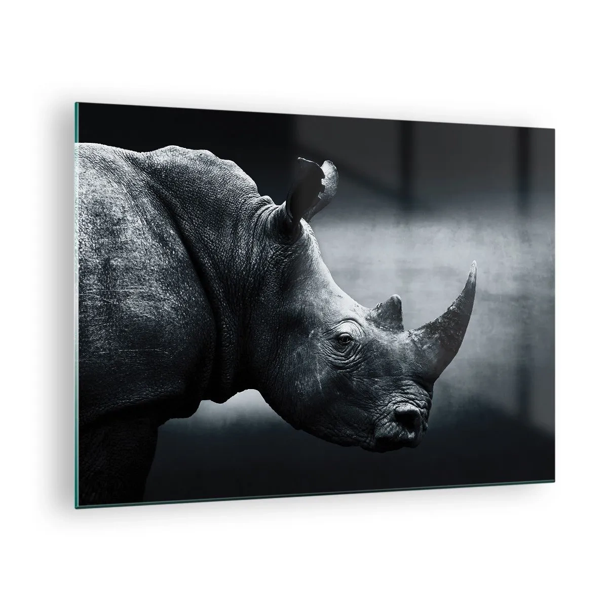 Obraz na skle - Čiernobiela snímka nosorožca - 70x50cm - Pravý profil - Moderná nástenná dekorácia do obývacej izby a spálne ARTTOR