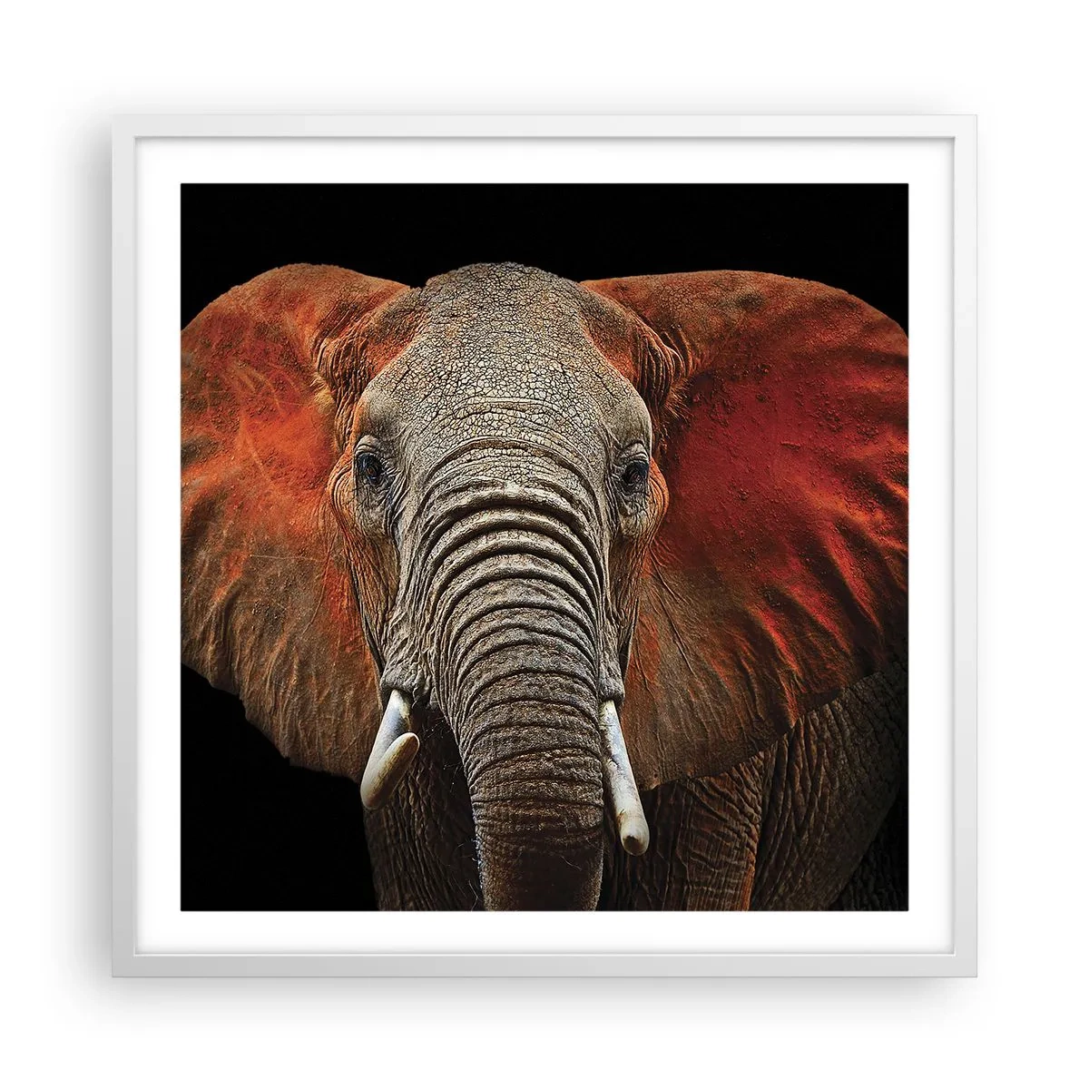 Plagát v bielom ráme - Som divoký, a ty? - 60x60 cm