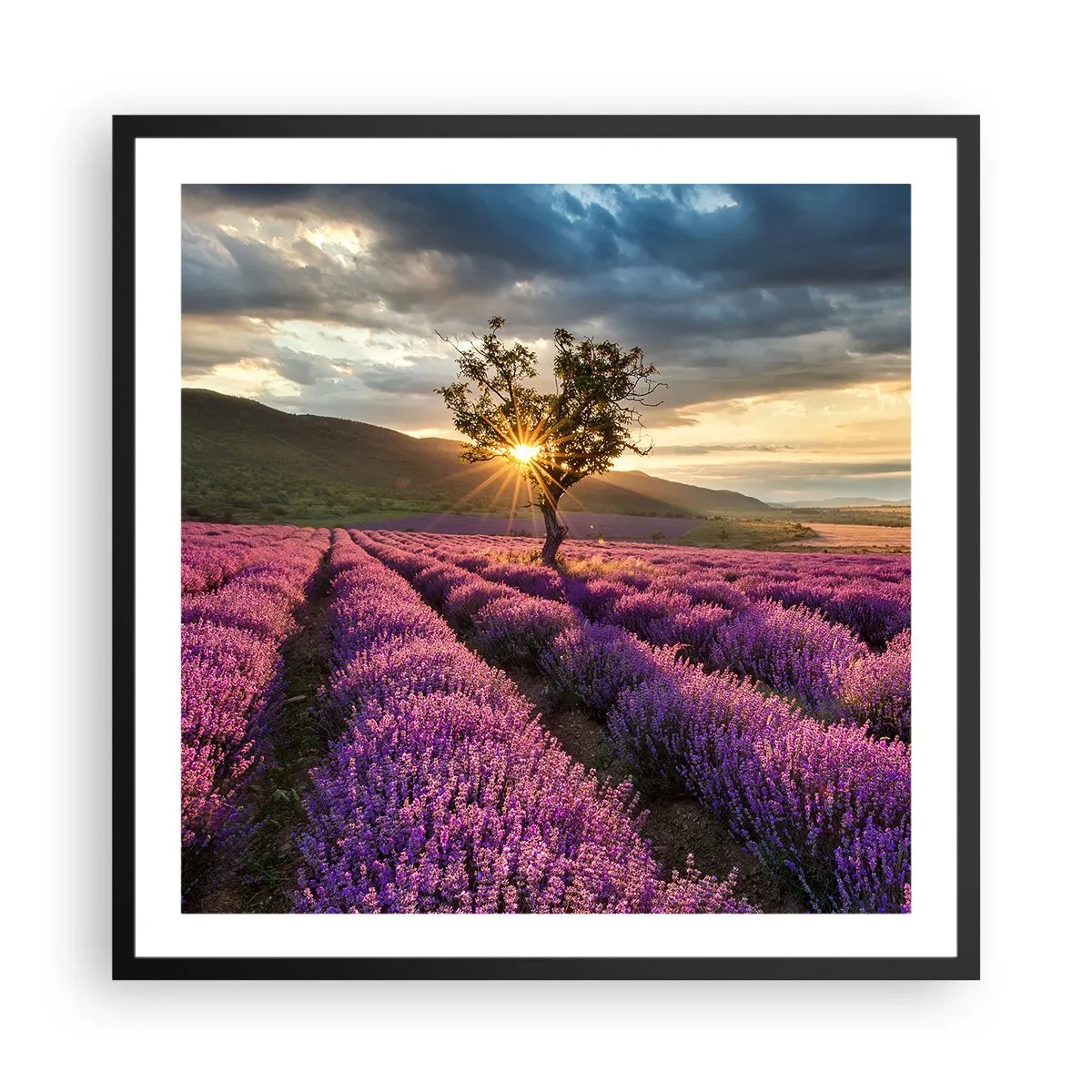 Plagát v čiernom ráme - Aróma vo fialovej - 60x60 cm