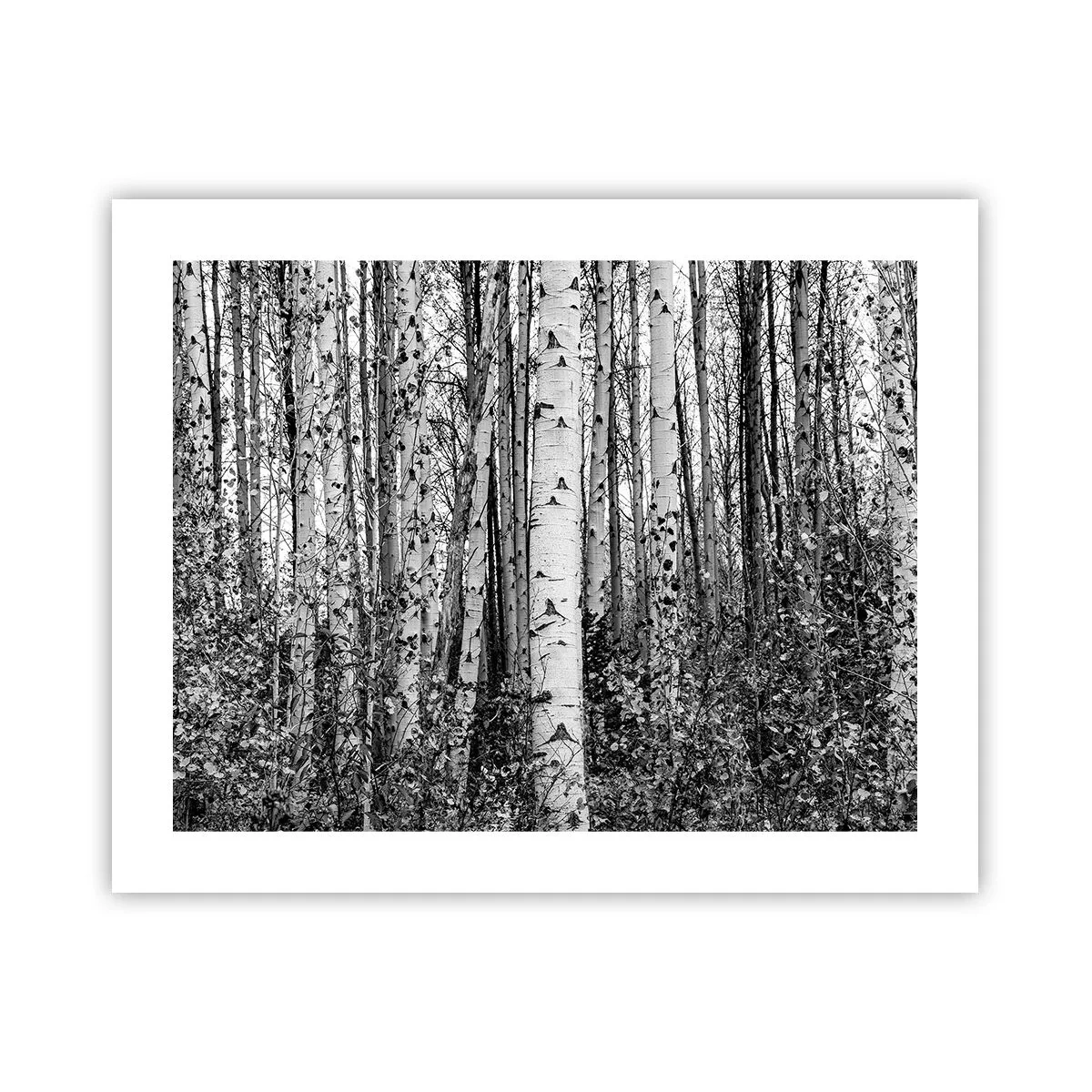 Plagát - Brezová kolonáda - 50x40 cm