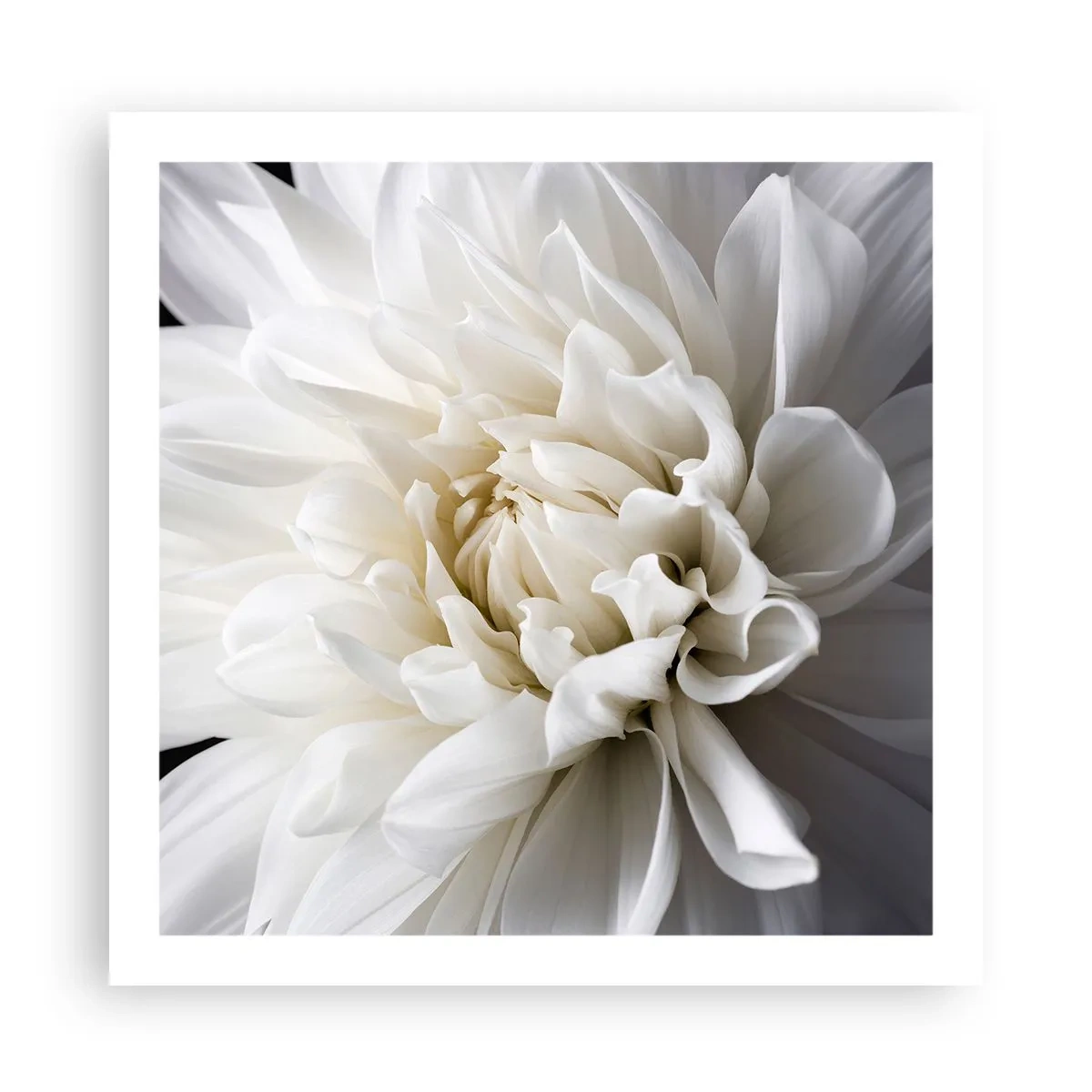 Plagát - Ráno s nevestou - 60x60 cm