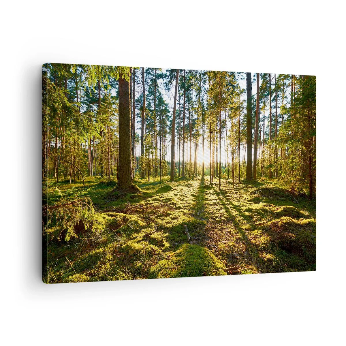 Obraz na plátne - Zelený les osvetlený slnečným svetlom na machu - 70x50cm - …Za siedmimi lesmi - Moderná nástenná dekorácia do obývacej izby a spálne ARTTOR