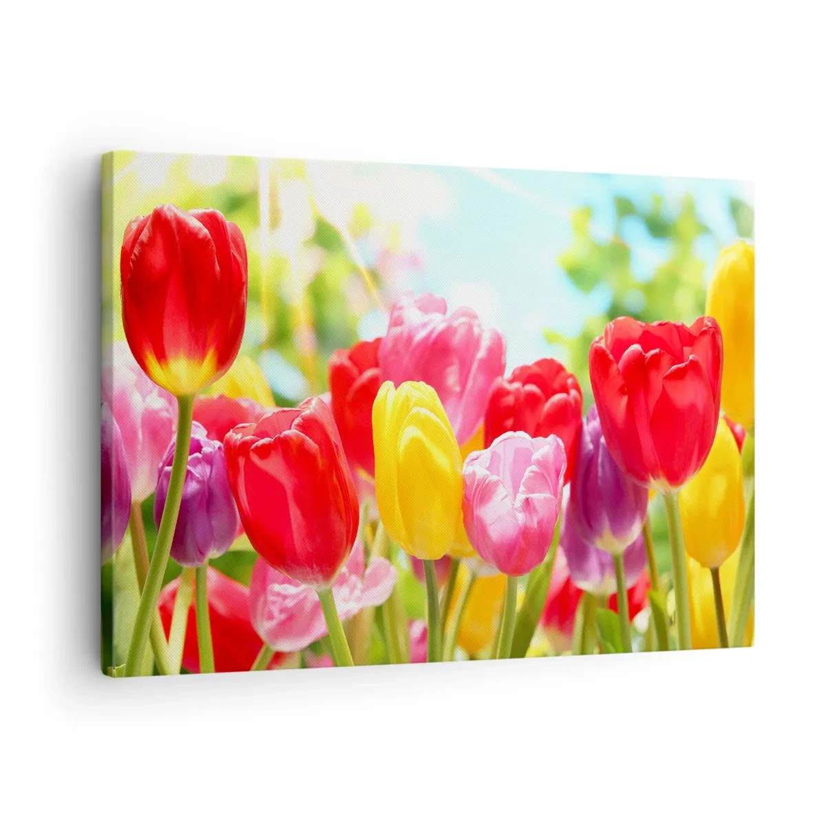 Obraz na plátne - Farebné tulipány v plnom kvete na jarnom pozadí - 70x50cm - To sme my, farby mája! - Moderná nástenná dekorácia do obývacej izby a spálne ARTTOR