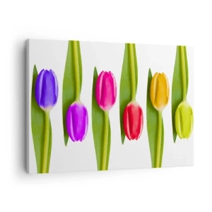 Obraz na plátne - Viacfarebné tulipány usporiadané v rade na bielom pozadí - 70x50cm - Dúhová kompozícia - Moderná nástenná dekorácia do obývacej izby a spálne ARTTOR