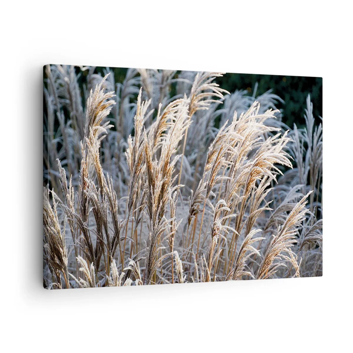 Obraz na plátne - Zimné steblá trávy pokryté námrazou na tmavozelenom pozadí - 70x50cm - Mrazom pokryté - Moderná nástenná dekorácia do obývacej izby a spálne ARTTOR