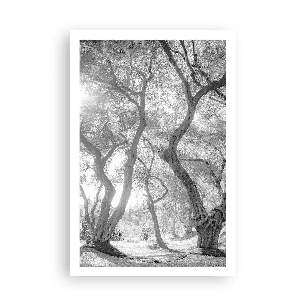 Plagát - V olivovom háji - 61x91 cm