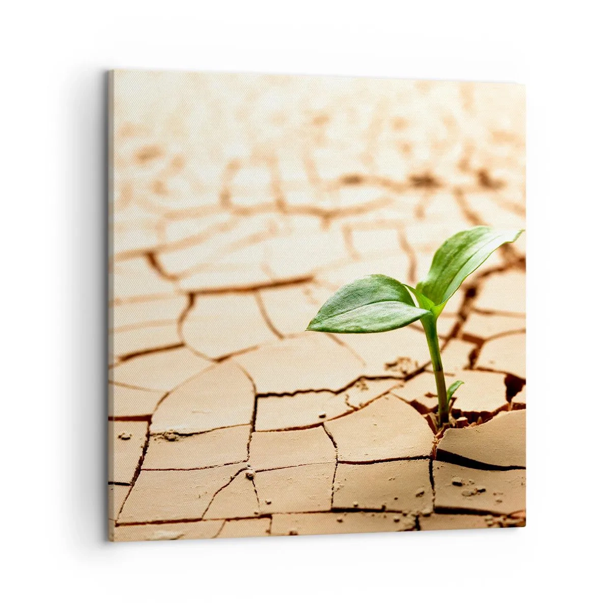 Obraz na plátne - Nespútaná sila života - 50x50 cm