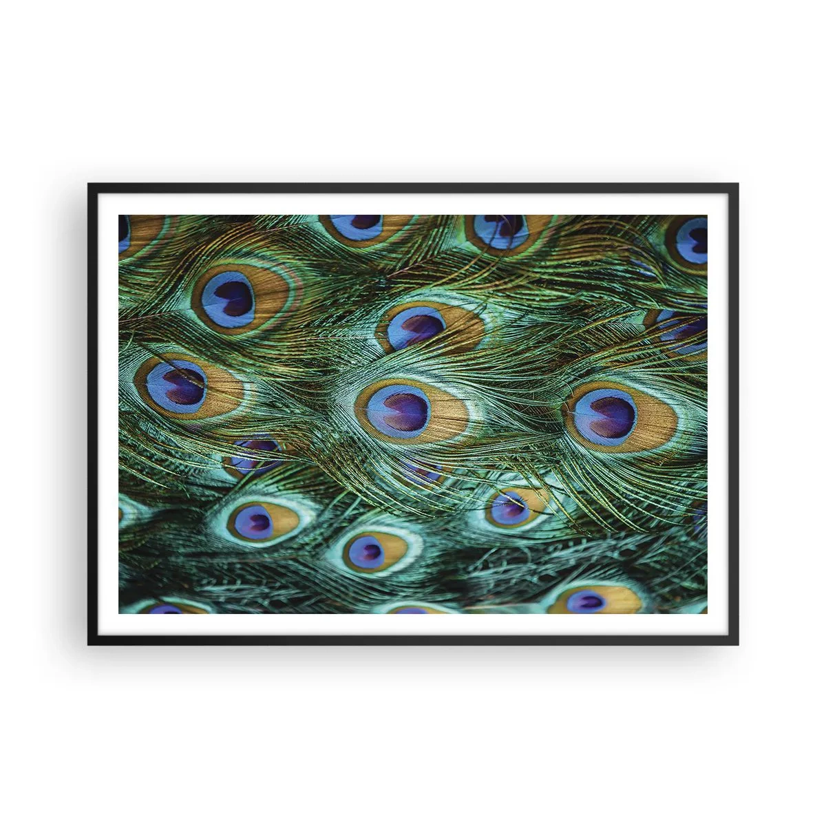 Plagát v čiernom ráme - Páví pohľad - 100x70 cm