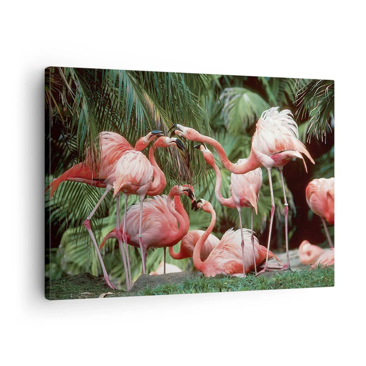 Obraz na plátne - Skupina plameniakov v tropickom prostredí obklopená palmami - 70x50cm - Popoludňajšie klebety - Moderná nástenná dekorácia do obývacej izby a spálne ARTTOR
