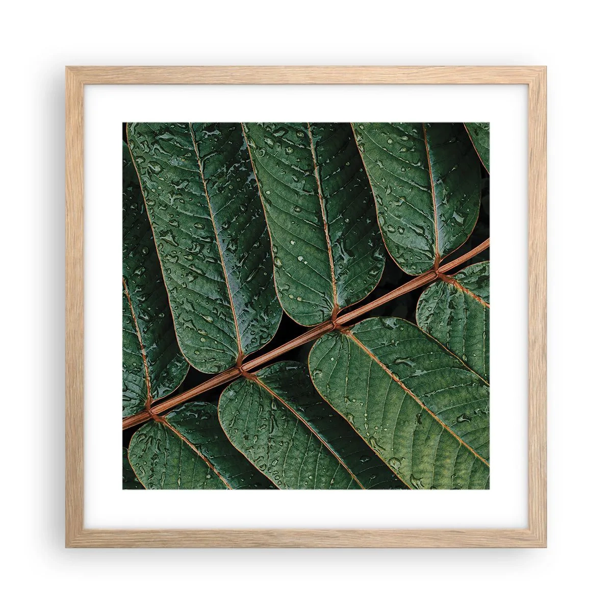 Plagát v ráme zo svetlého duba - V zelenom rytme - 40x40 cm