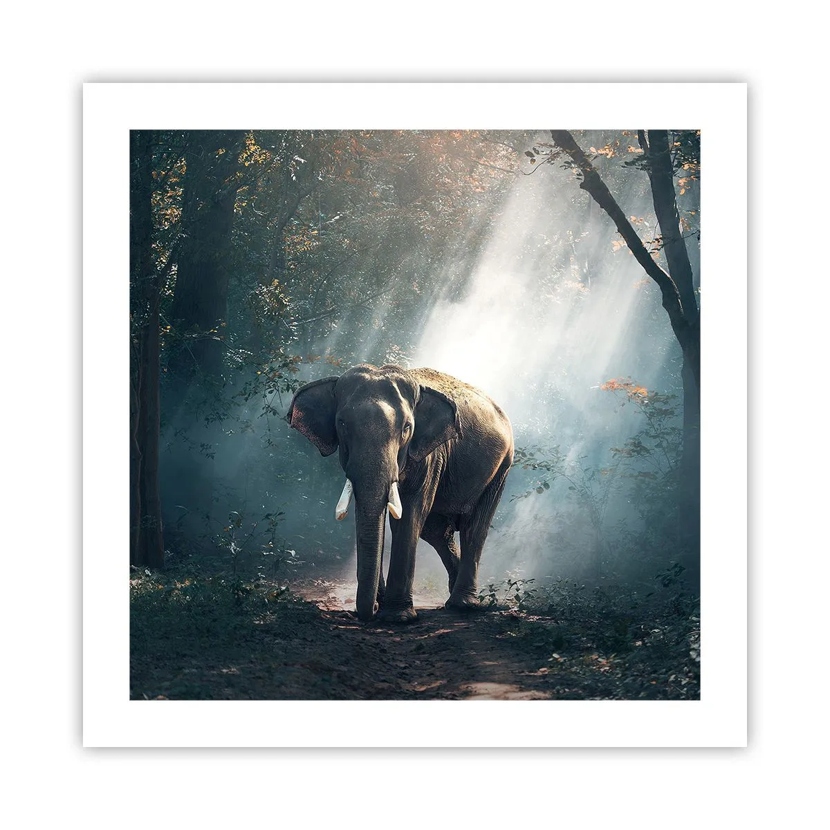 Plagát - Pokojná prechádzka - 50x50 cm