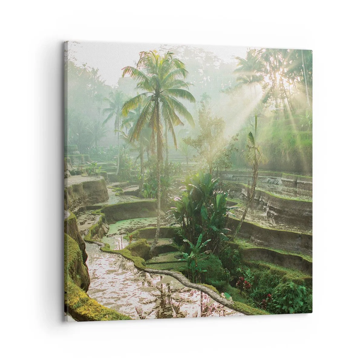 Obraz na plátne - Vyrastať na slnku - 50x50 cm