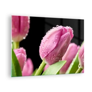 Obraz na skle - Ružové tulipány pokryté kvapkami rosy na čiernom pozadí - 70x50cm - Ľaliový sen v rose - Moderná nástenná dekorácia do obývacej izby a spálne ARTTOR