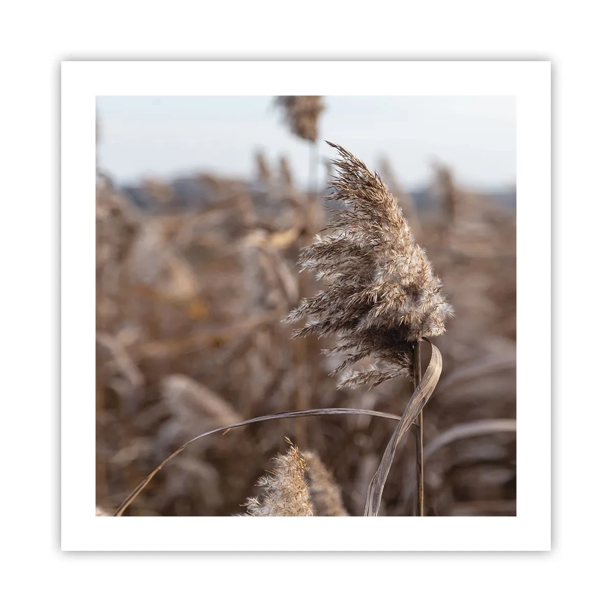 Plagát - Čas odletieť s vetrom - 50x50 cm