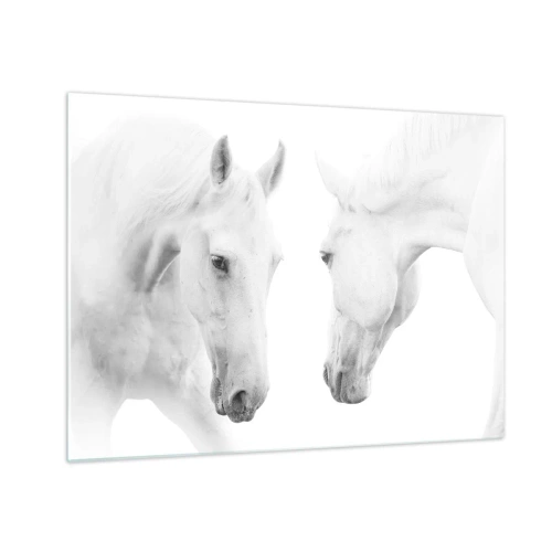 Obraz na skle - Dva biele kone oproti sebe na svetlom pozadí - 70x50cm - Je to priateľstvo…? - Moderná nástenná dekorácia do obývacej izby a spálne ARTTOR