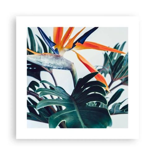 Plagát - Vtáker - 40x40 cm