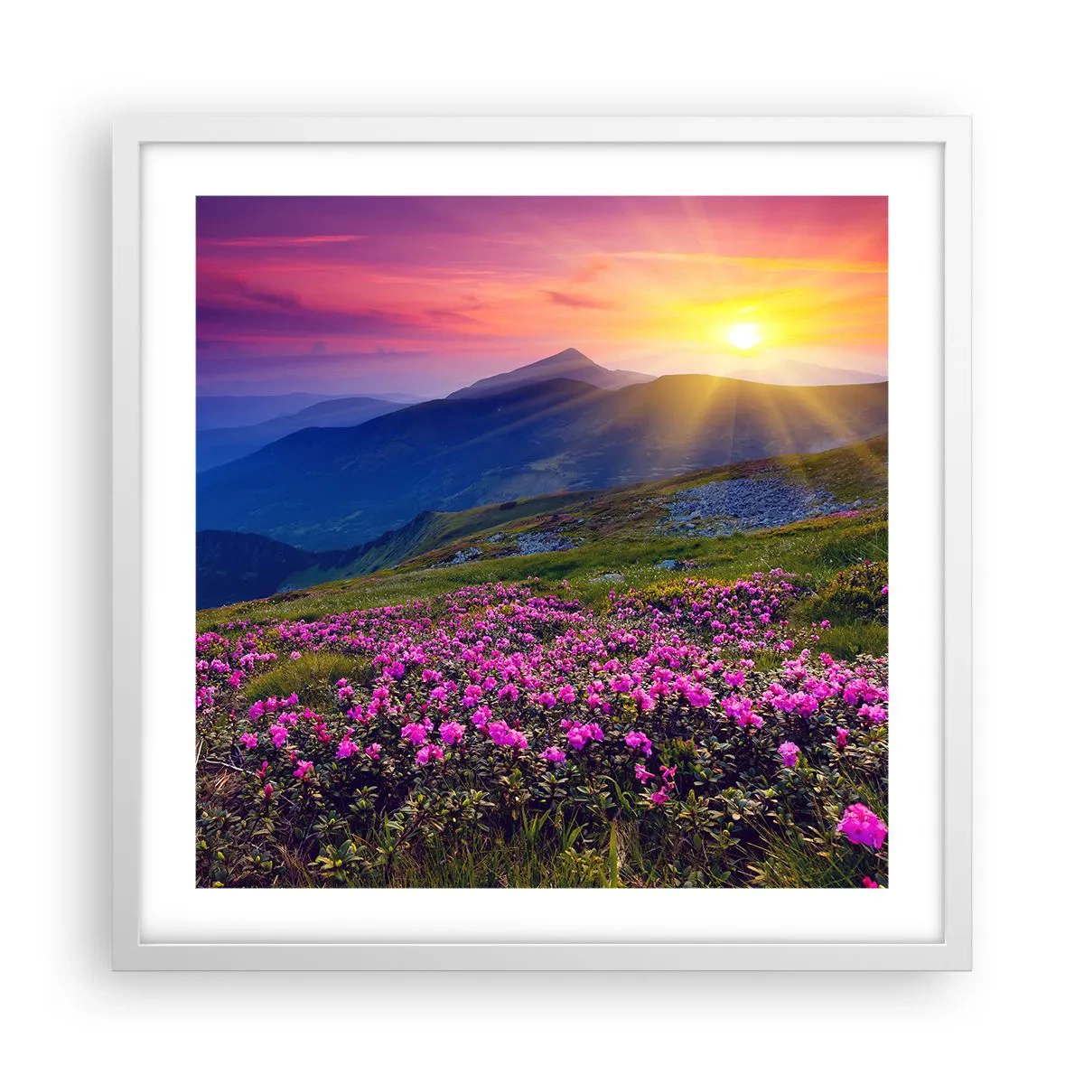 Plagát v bielom ráme - …A okolo vonia kosodrevina a voňajú byliny - 50x50 cm