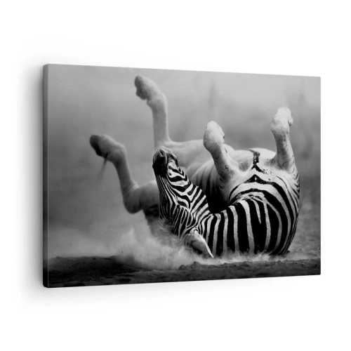 Obraz na plátne - Čierna a biela zebra sa váľa v piesku - 70x50cm - Je to na roztrhanie - Moderná nástenná dekorácia do obývacej izby a spálne ARTTOR