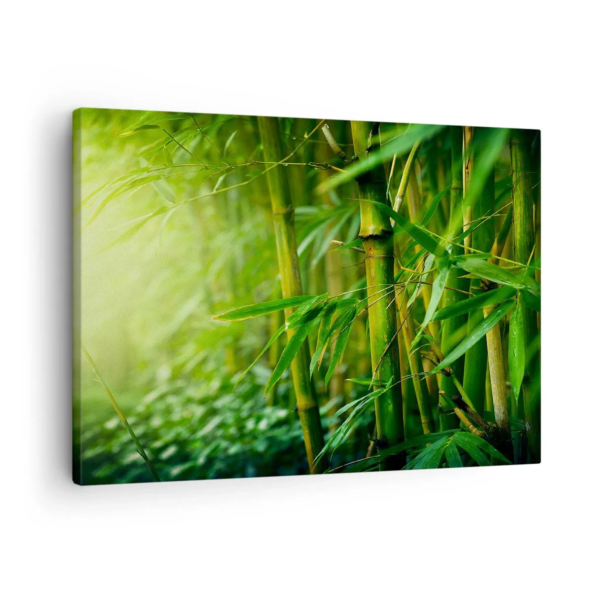 Obraz na plátne - Zelený bambusový les v mäkkom svetle - 70x50cm - Poznať samotnú zeleň - Moderná nástenná dekorácia do obývacej izby a spálne ARTTOR