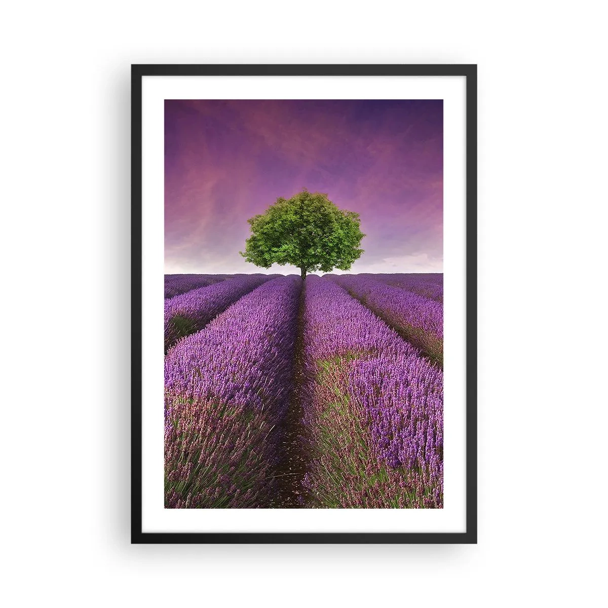 Plagát v čiernom ráme - Levanduľové pole s osamelým stromom na pozadí fialovej oblohy - 50x70cm - Na levanduľových poliach - Moderná nástenná dekorácia do obývacej izby a spálne ARTTOR