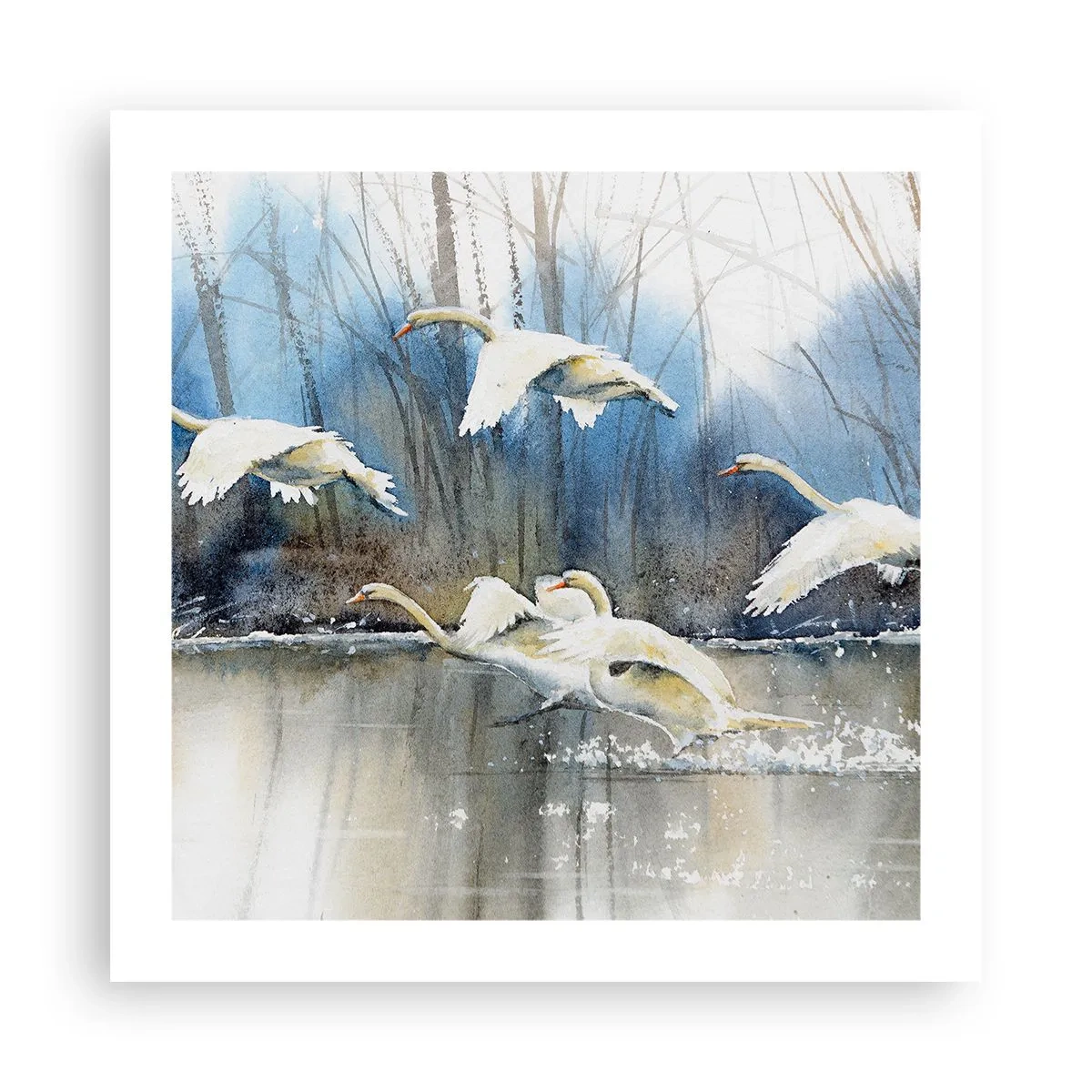 Plagát - Ako v poviedke o divokých labutiach - 50x50 cm