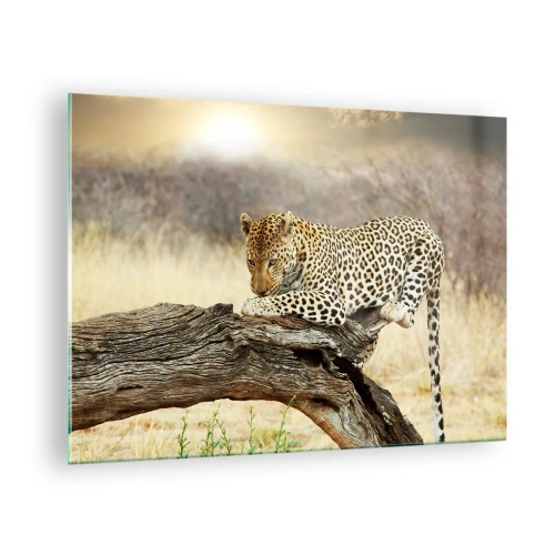 Obraz na skle - Leopard odpočíva na drevenej konári - 70x50cm - Chodím vlastnými cestami - Moderná nástenná dekorácia do obývacej izby a spálne ARTTOR