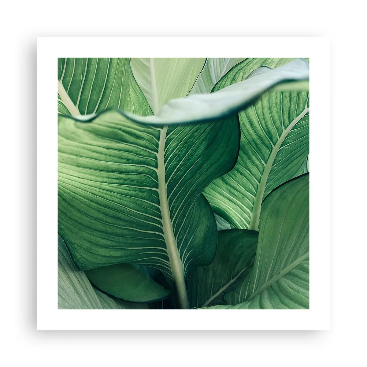 Plagát - Intenzívne zelený život - 50x50 cm