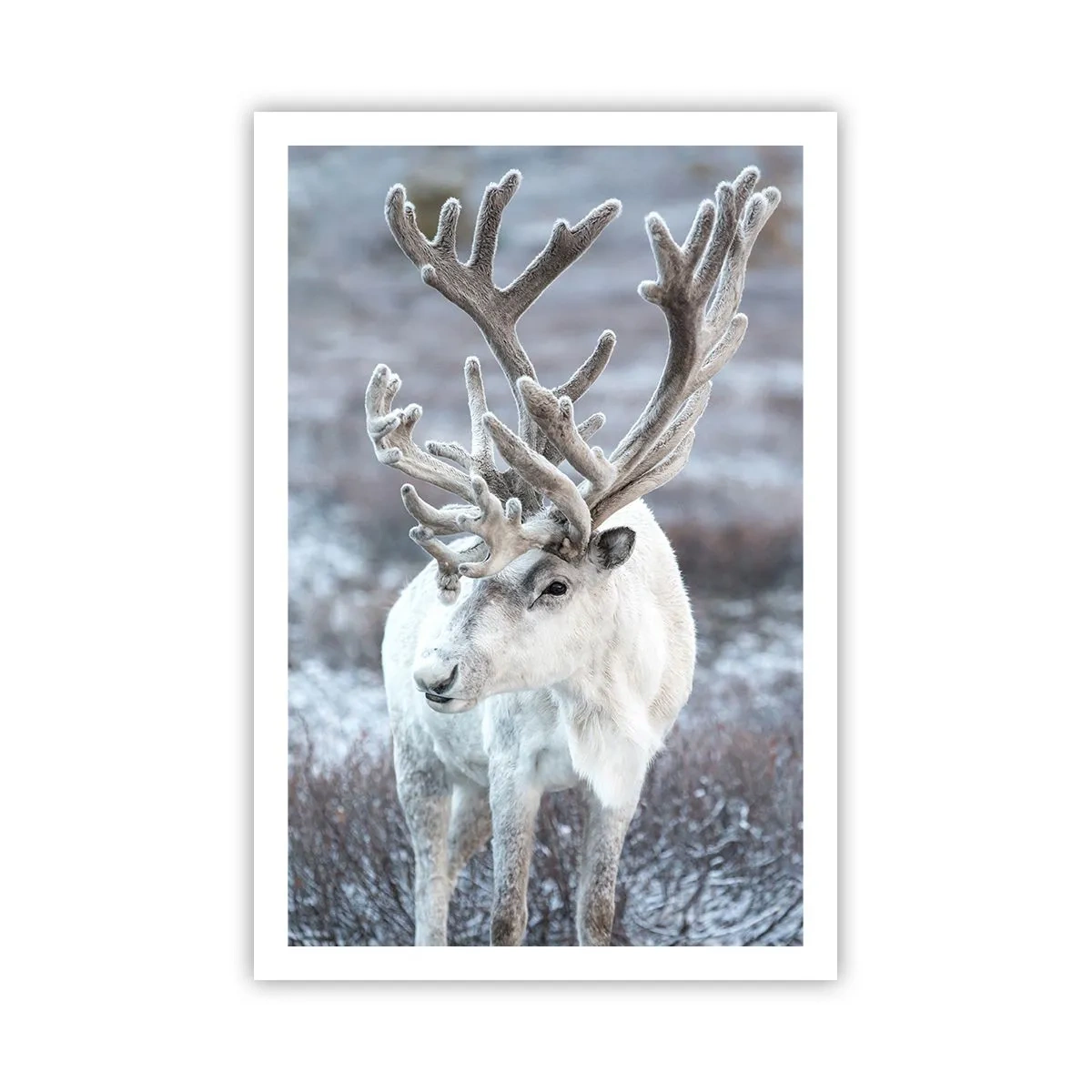 Plagát - Slnečný portrét - 61x91 cm