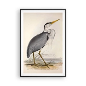 Plagát v čiernom ráme - Pôvab volavky - 61x91 cm