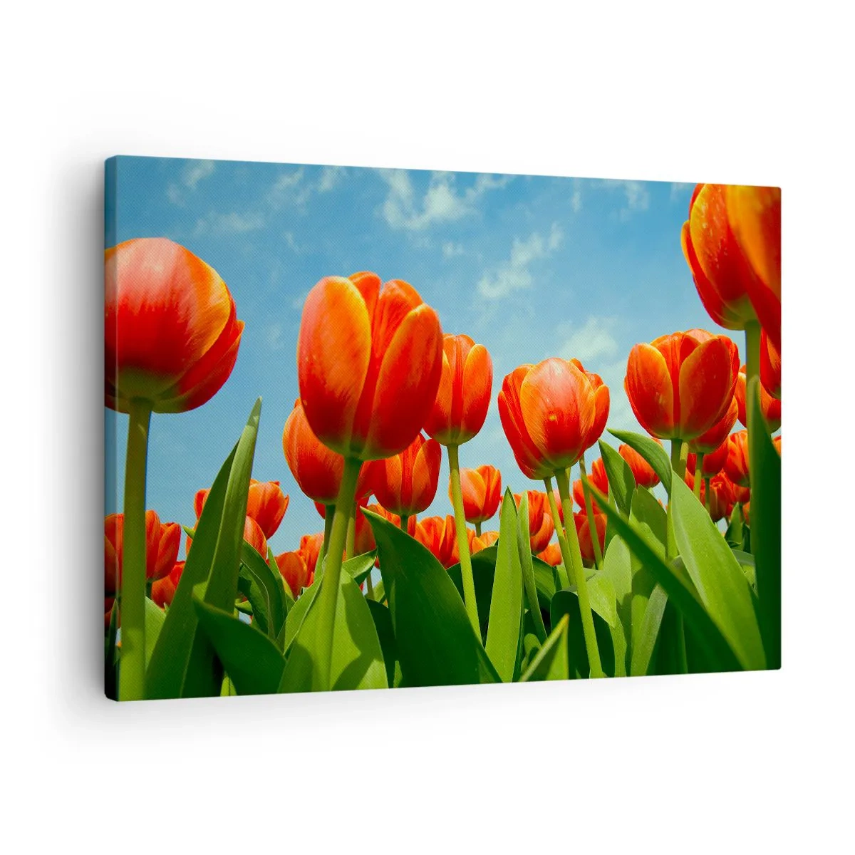 Obraz na plátne - Pole červených a oranžových tulipánov proti modrej oblohe - 70x50cm - Okrem blankytného neba nič v živote nepotrebujú - Moderná nástenná dekorácia do obývacej izby a spálne ARTTOR