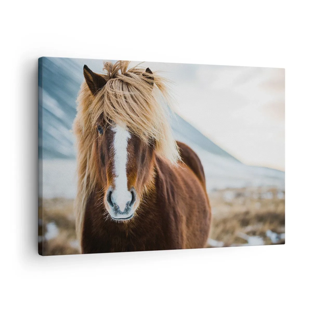 Obraz na plátne - Islandský kôň na pozadí horskej krajiny - 70x50cm - Cítiš slobodu? - Moderná nástenná dekorácia do obývacej izby a spálne ARTTOR