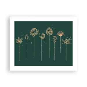 Plagát - Bylinky - 50x40 cm