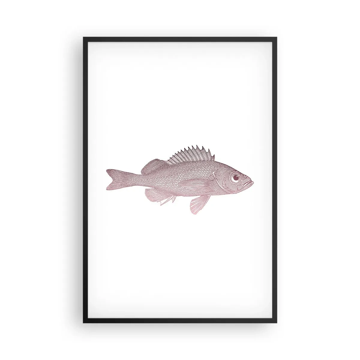 Plagát v čiernom ráme - Ryba s veľkými očami - 61x91 cm