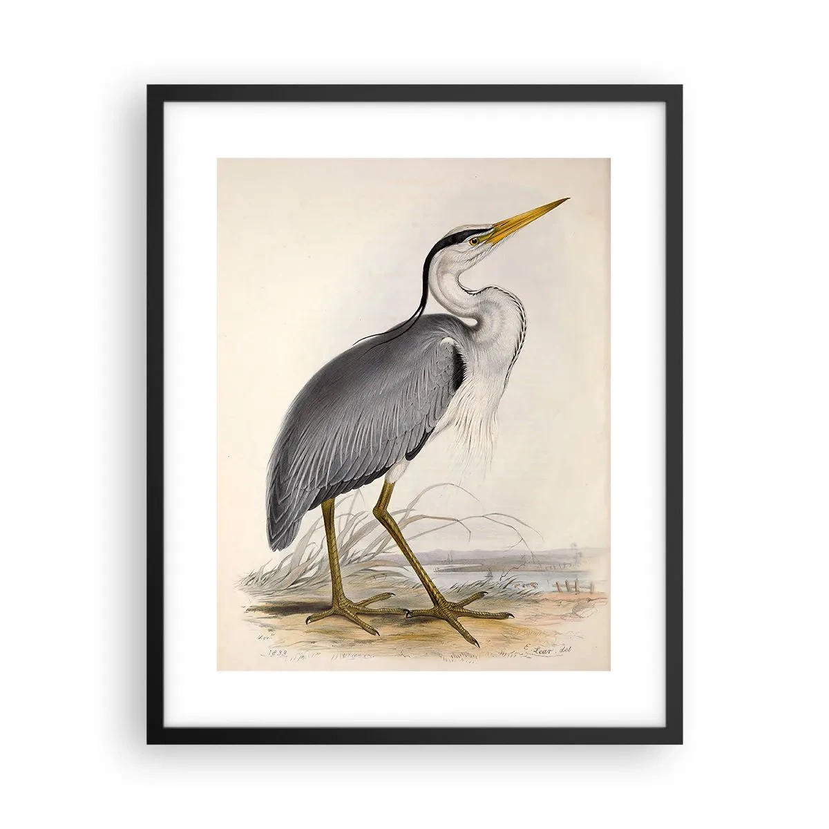 Plagát v čiernom ráme - Pôvab volavky - 40x50 cm