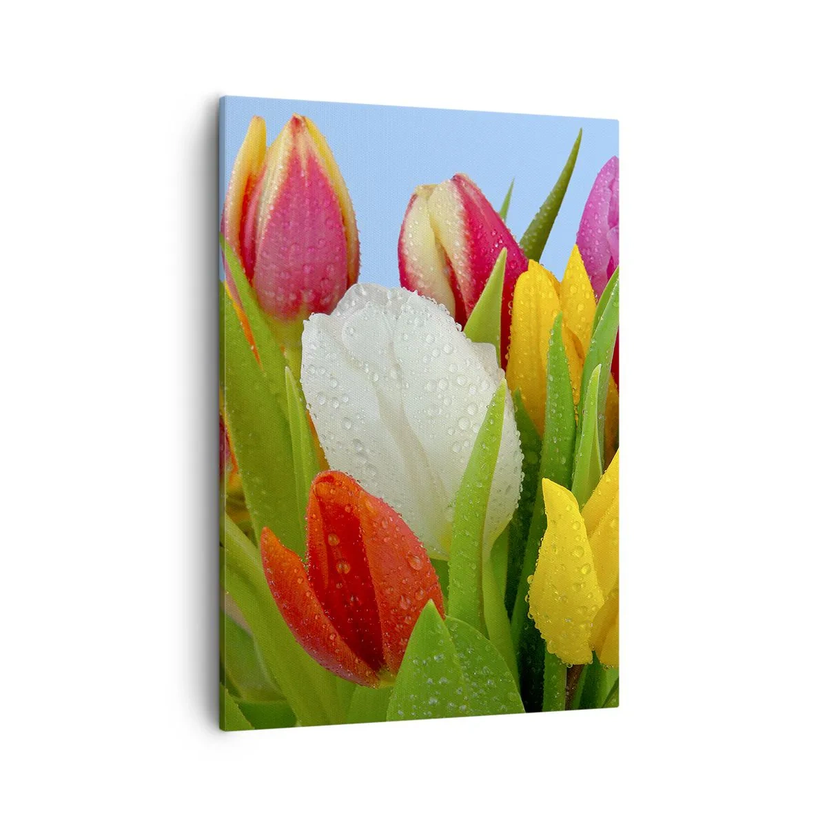Obraz na plátne - Kvetinová dúha v kvapkách rosy - 50x70 cm