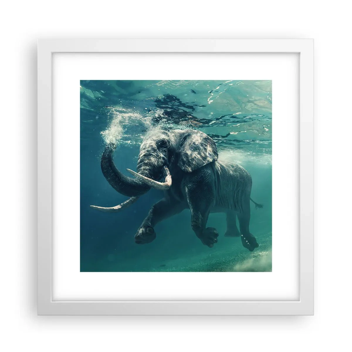 Plagát v bielom ráme - Všetci radi plávajú - 30x30 cm