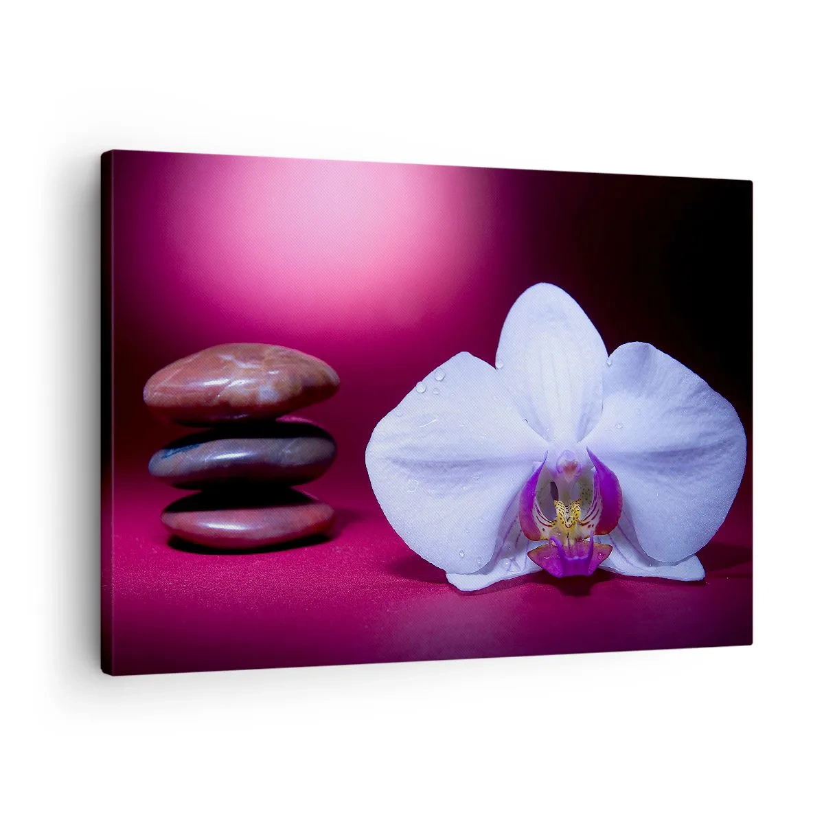 Obraz na plátne - Biela orchidea a kamene na ružovom pozadí - 70x50cm - Štúdia sviežosti vo fialovej - Moderná nástenná dekorácia do obývacej izby a spálne ARTTOR