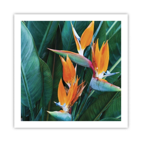 Plagát - Je to kvetina, alebo vták? - 60x60 cm