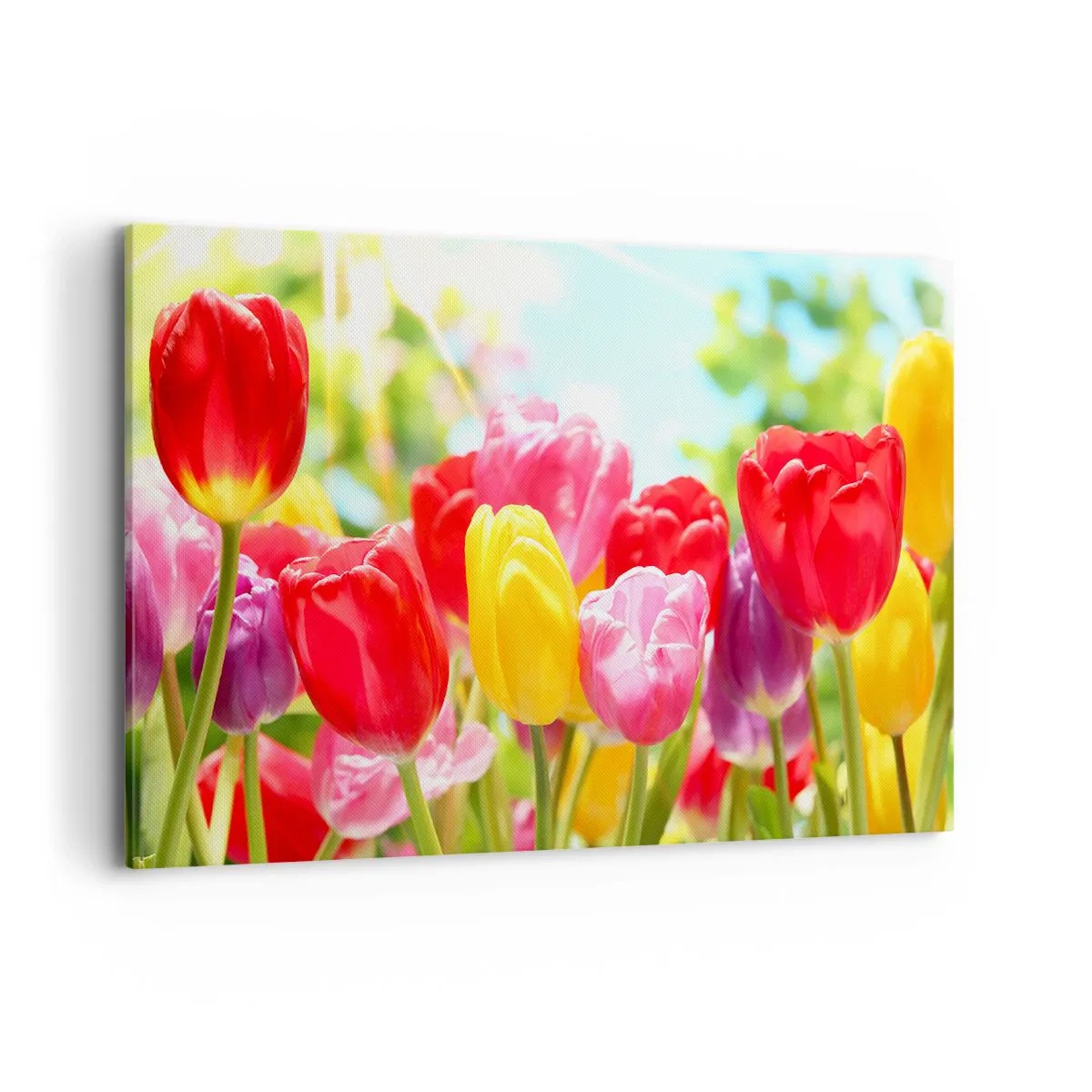 Obraz na plátne - To sme my, farby mája! - 120x80 cm