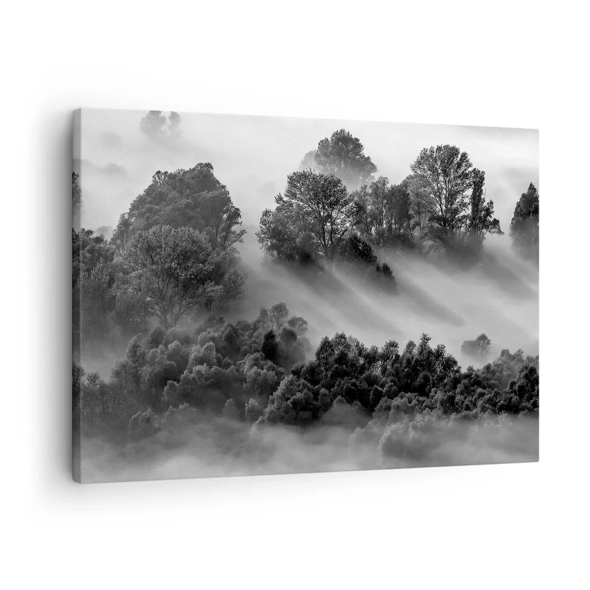 Obraz na plátne - Čiernobiela lesná krajina v rannej hmle - 70x50cm - Prebúdzanie zo spánku - Moderná nástenná dekorácia do obývacej izby a spálne ARTTOR