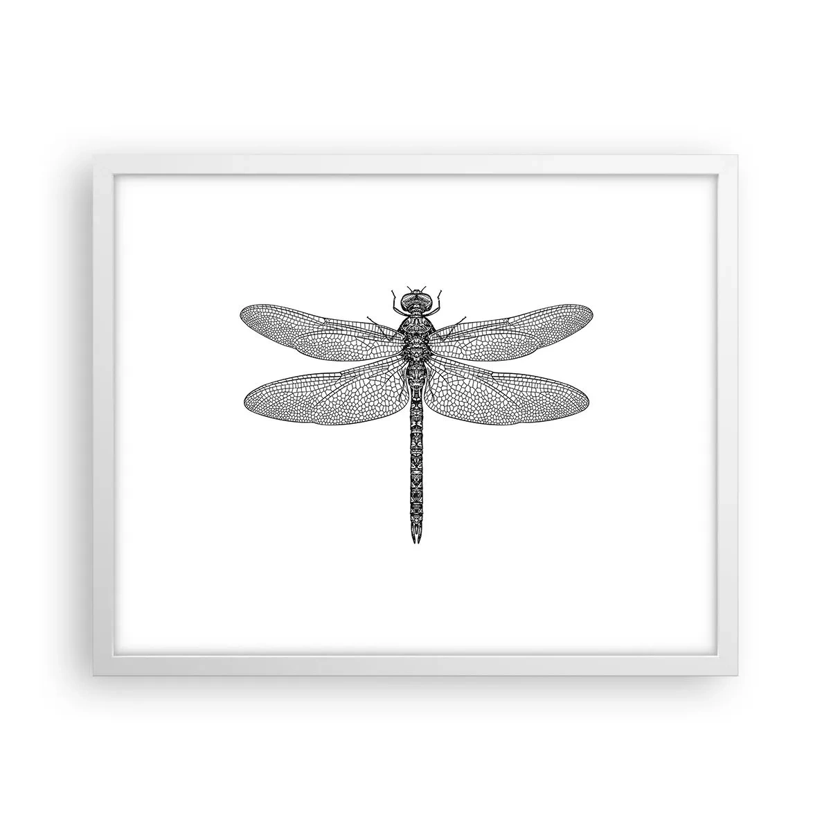 Plagát v bielom ráme - Presnosť prírody - 50x40 cm