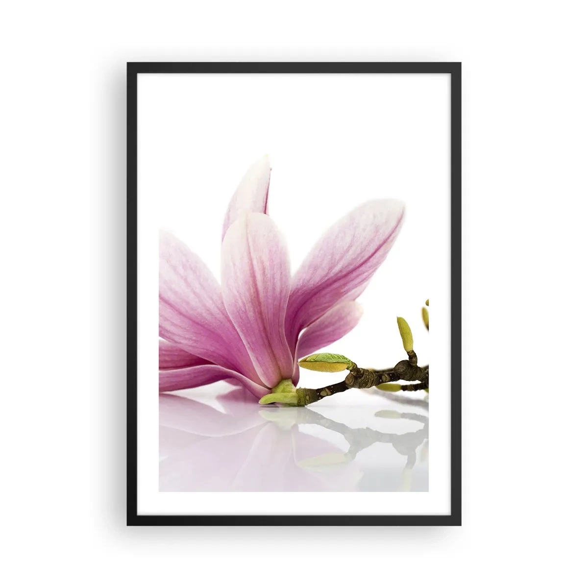 Plagát v čiernom ráme - Ružový kvet magnólie na konári s bielym pozadím - 50x70cm - Jemné ako závan jari - Moderná nástenná dekorácia do obývacej izby a spálne ARTTOR