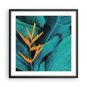 Plagát v čiernom ráme - Rajský kvet - 50x50 cm