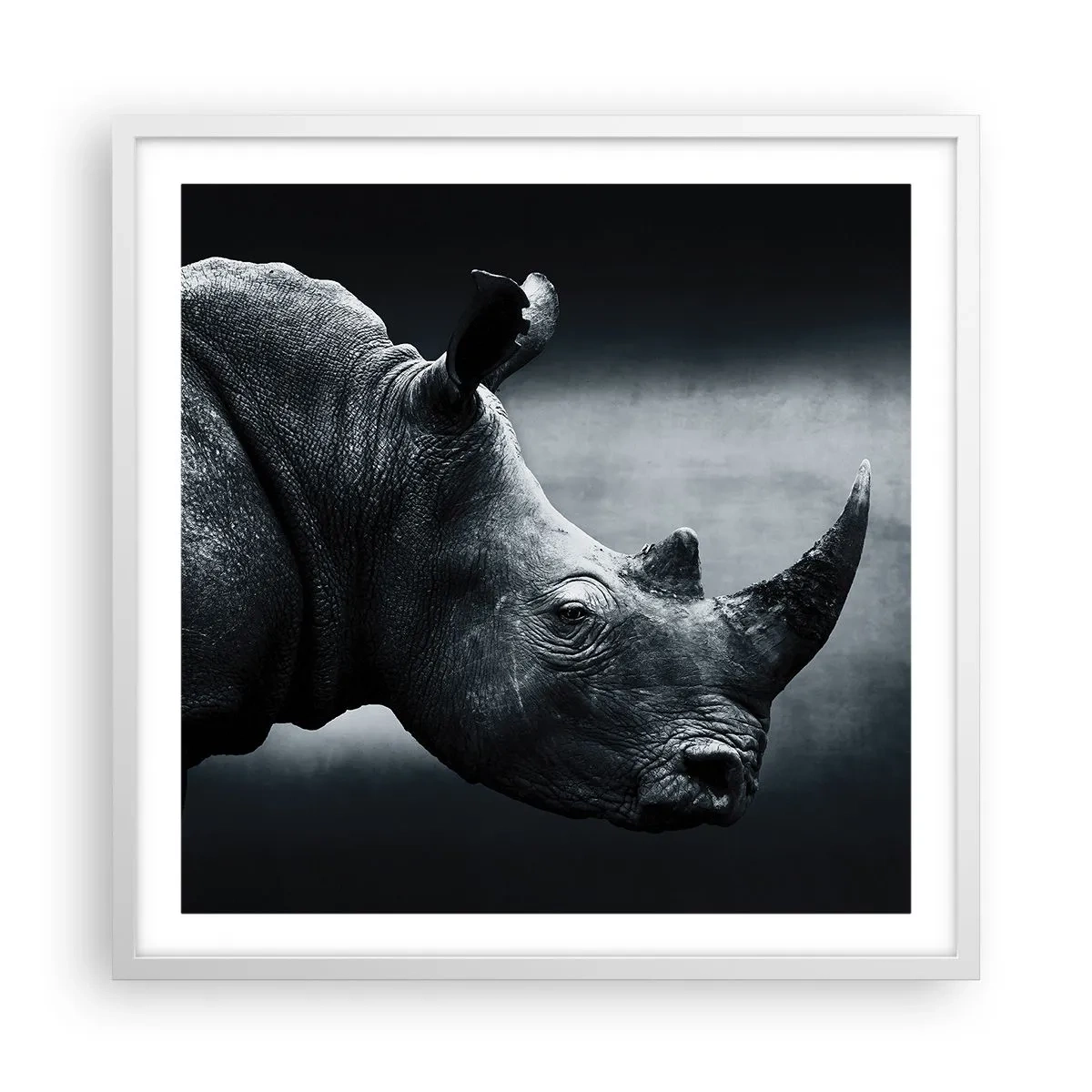 Plagát v bielom ráme - Pravý profil - 60x60 cm