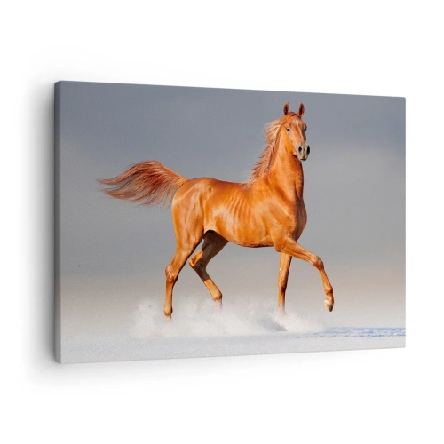 Obraz na plátne - Cválajúci kôň proti modrej oblohe - 70x50cm - Tancujúca elegancia - Moderná nástenná dekorácia do obývacej izby a spálne ARTTOR