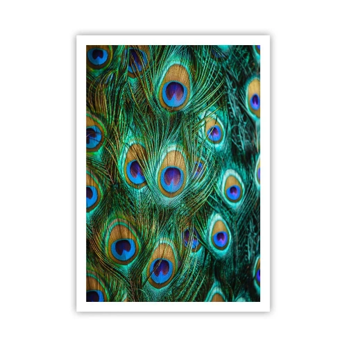 Plagát - Páví pohľad - 70x100 cm