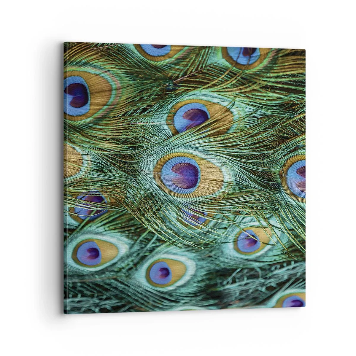 Obraz na plátne - Páví pohľad - 70x70 cm