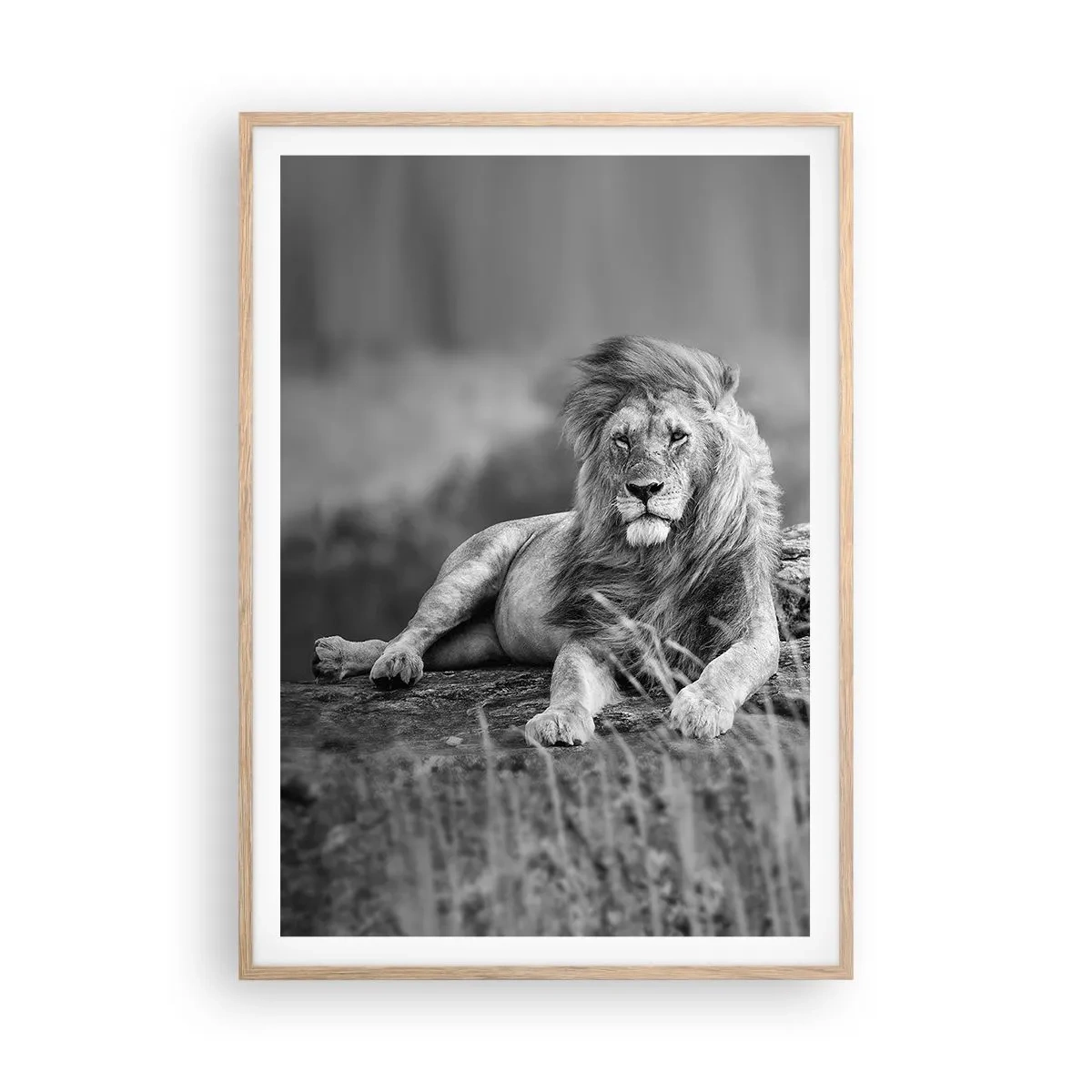 Plagát v ráme zo svetlého duba - Kráľovská siesta - 70x100 cm