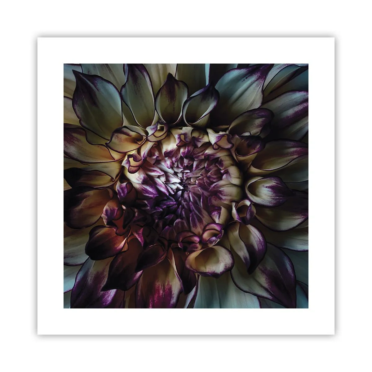 Plagát - Rozkvet mladosti - 40x40 cm