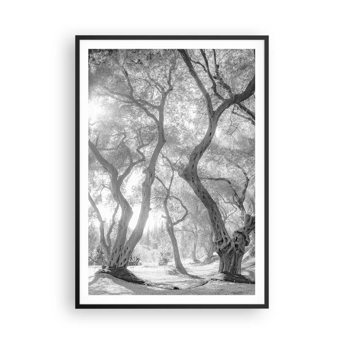 Plagát v čiernom ráme - V olivovom háji - 70x100 cm